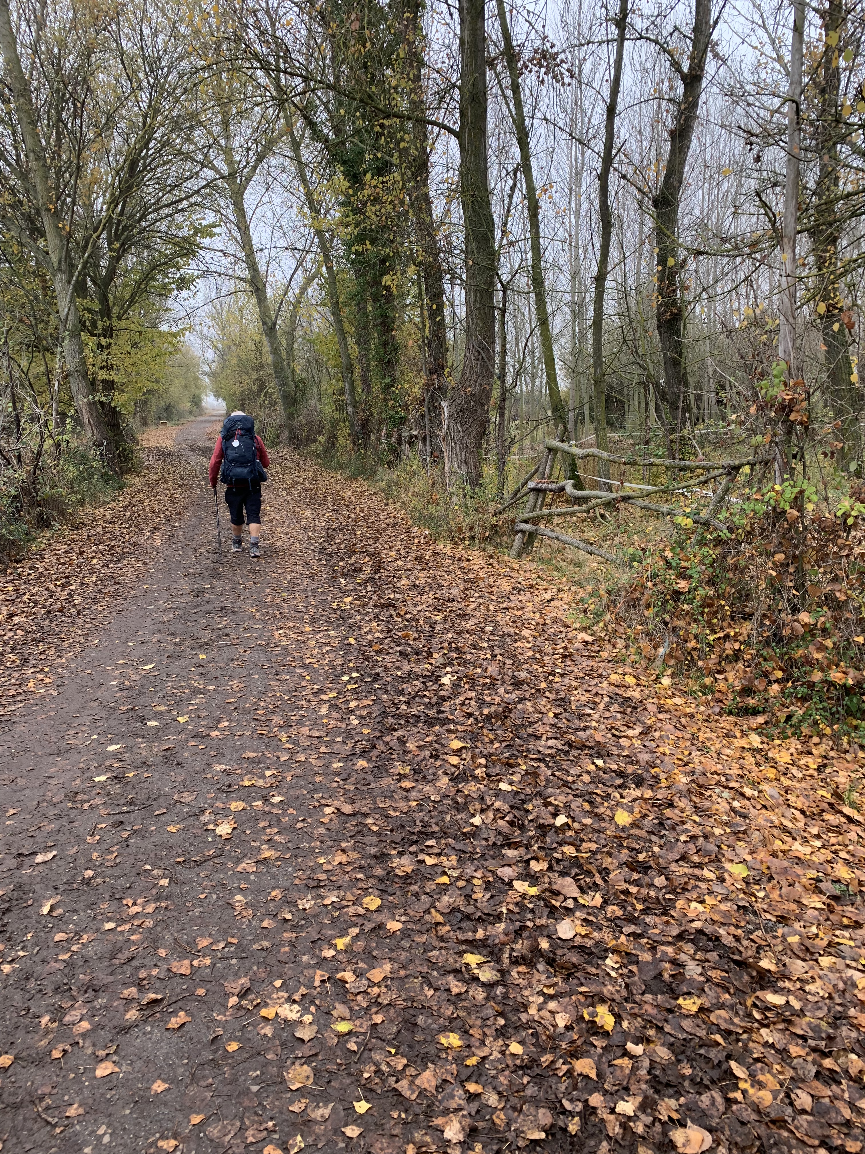 A hiker walks along a dirt path surrounded by trees and autumn leaves, creating a serene and quiet atmosphere.