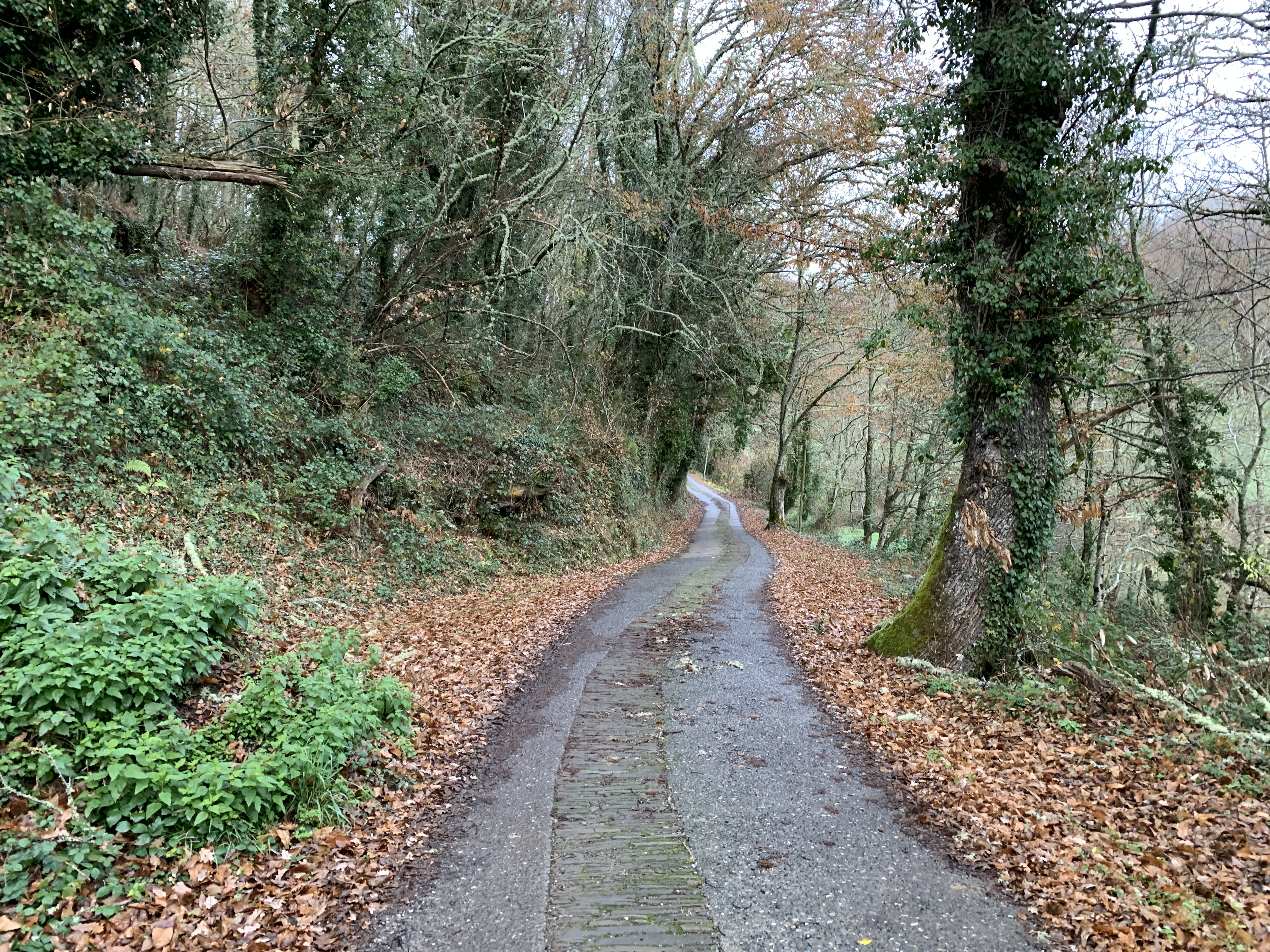 A winding path through a forest with lush greenery and fallen leaves lining the sides.