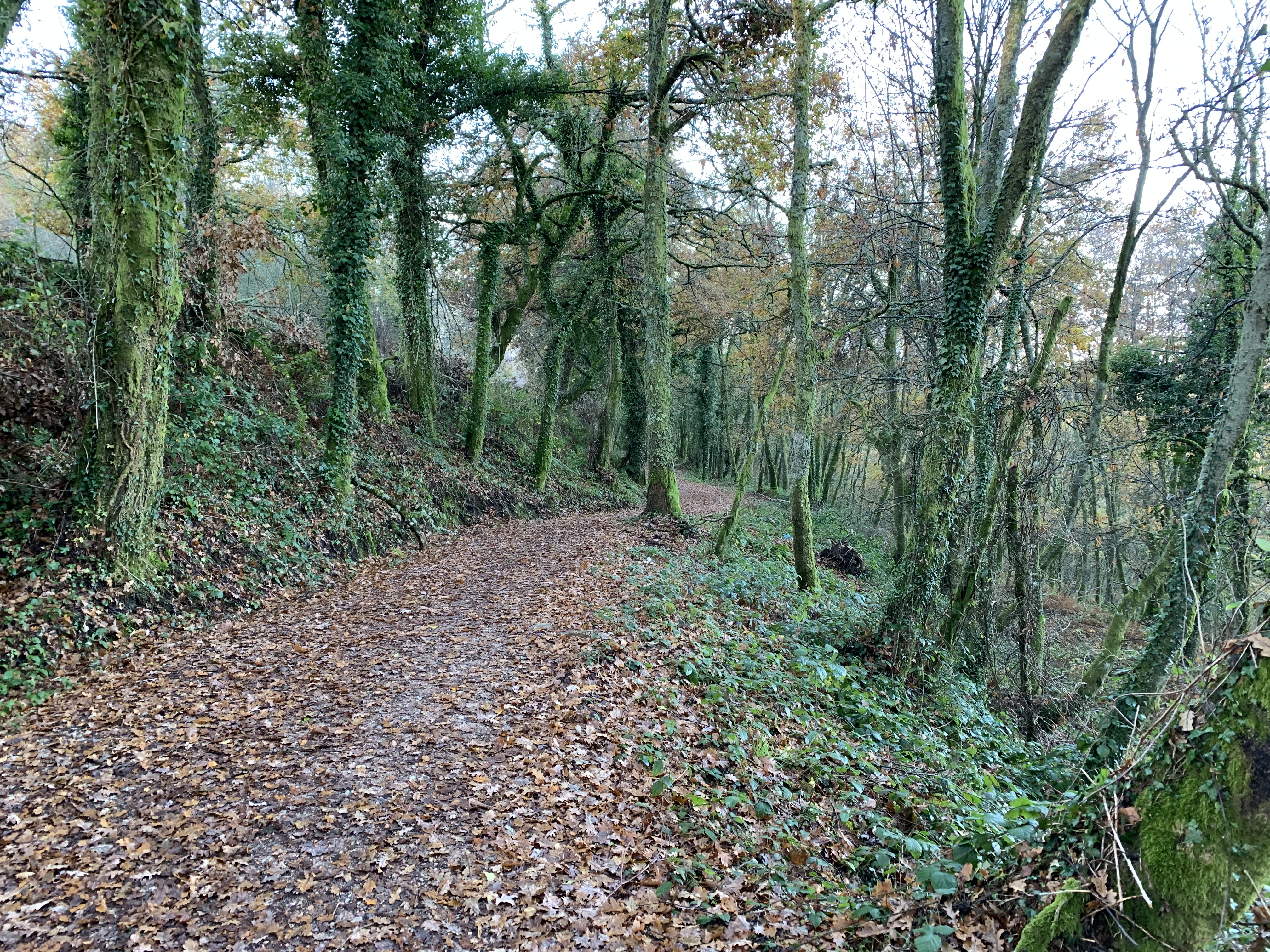 A winding forest path covered with fallen leaves, flanked by lush greenery and trees in autumn colors.