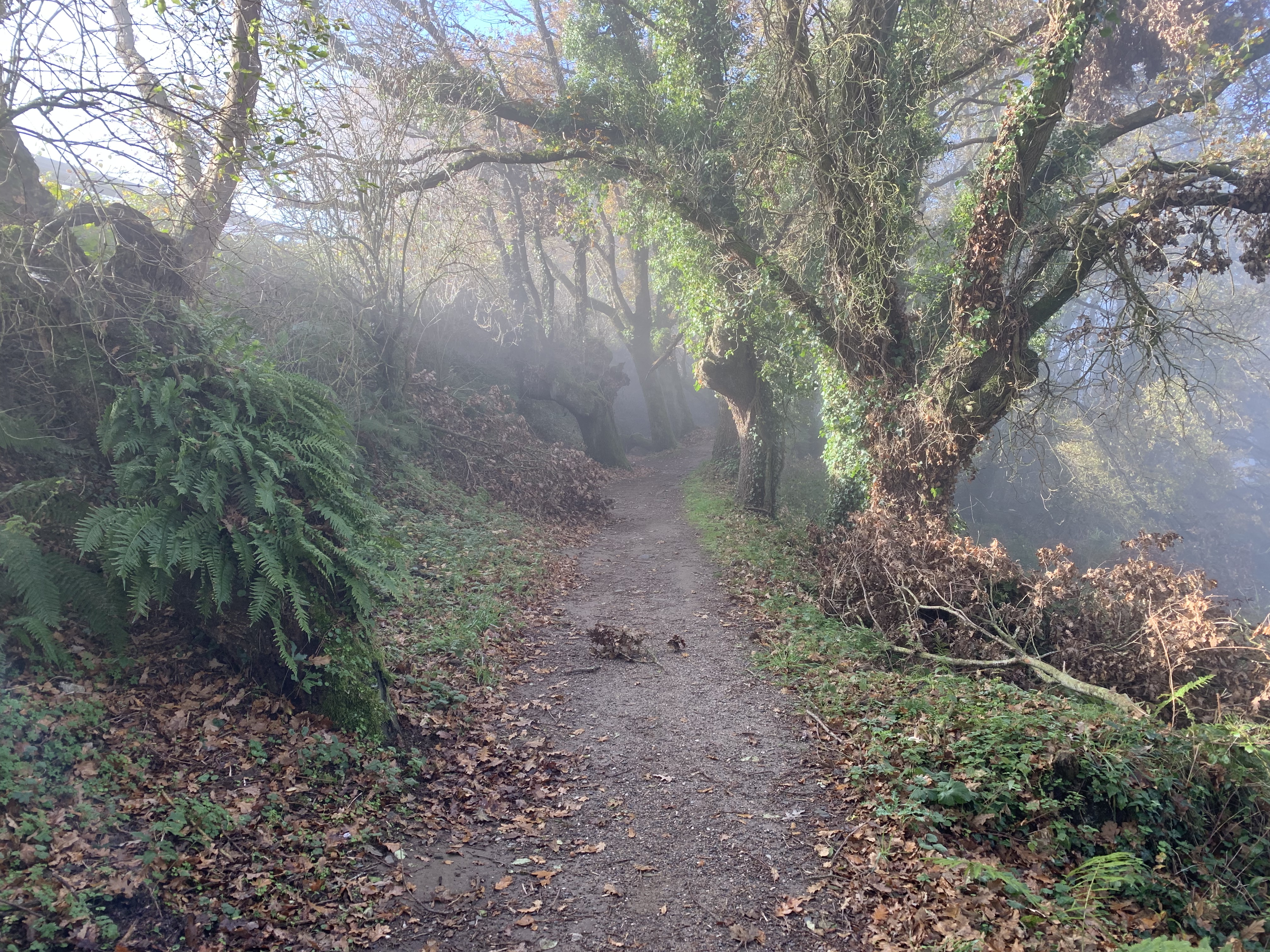 A misty forest path surrounded by ferns and trees, with sunlight breaking through the fog.